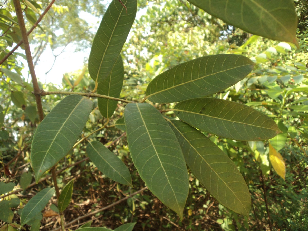 Anodendron parviflorum (Roxb.) I.M.Turner